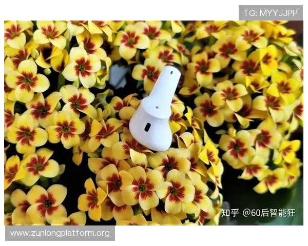 全面解析Z6尊龙备用平台的功能特色与用户使用体验优化方案